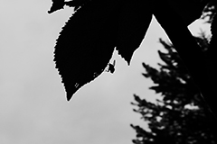 Animals11