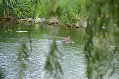 Animals12