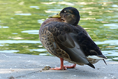 Animals13