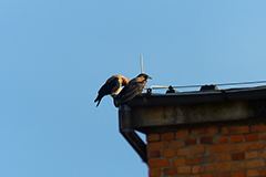 Animals1