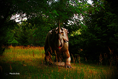 Animals3