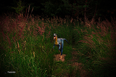 Animals6