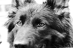 Animals7