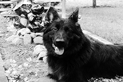 Animals8