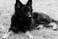 Animals9